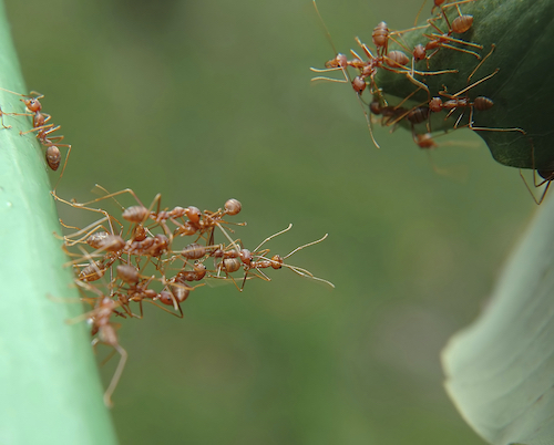 Fourmis en pyramide